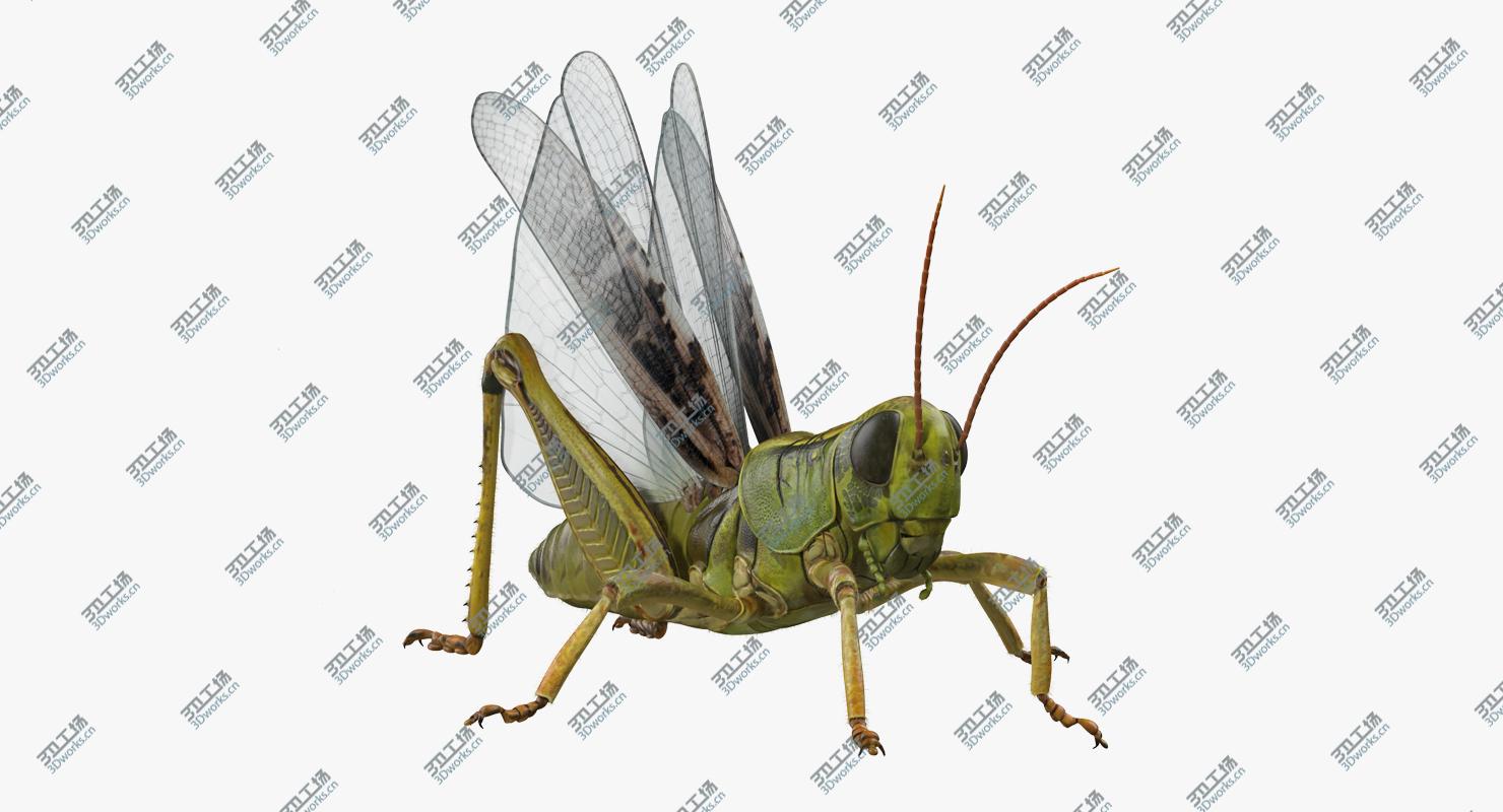images/goods_img/202104092/3D Grasshopper with Fur Rigged model/2.jpg